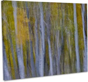 3dRose, California, June Lake. Aspens in Fall golden color, blur motion, Museum Grade Canvas Wrap 14x11