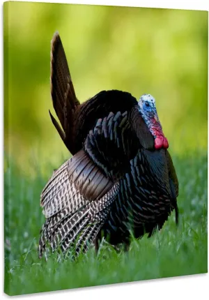 3dRose, Eastern Wild Turkey gobbler strutting in field, Holmes Co. MS, Museum Grade Canvas Wrap 16x20