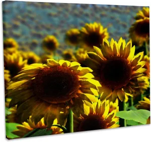 3dRose, field of yellow sunflowers landscape, Museum Grade Canvas Wrap 14x11