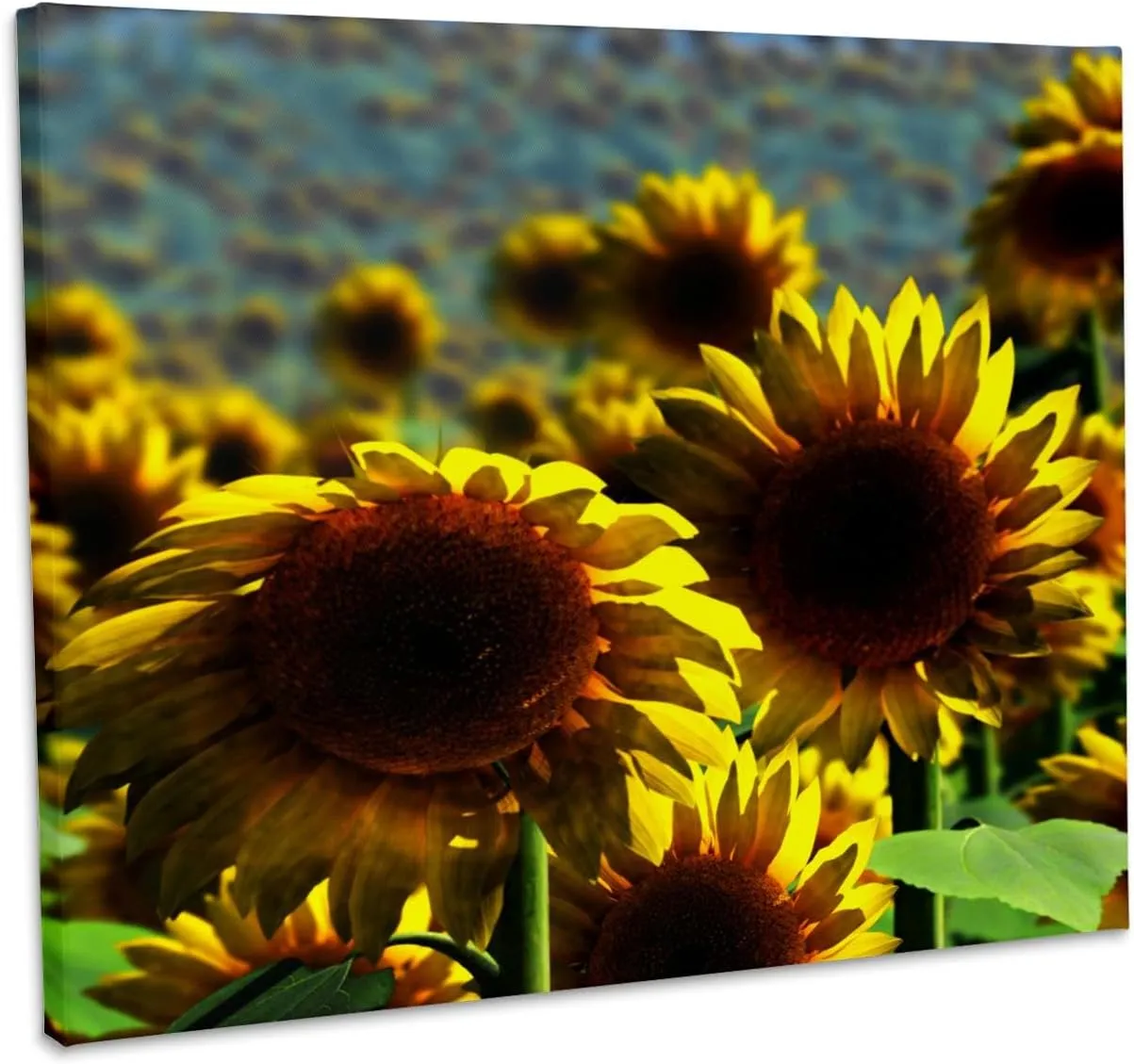 3dRose, field of yellow sunflowers landscape, Museum Grade Canvas Wrap 14x11