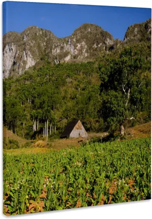 3dRose, Tobacco Field and Shed, Vinales Valley, Cuba, Caribbean, Museum Grade Canvas Wrap 8x10