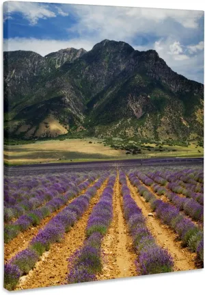 3dRose, USA, Juab County, Mona, Lavender field, Museum Grade Canvas Wrap 16x20