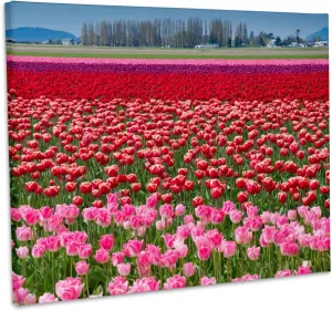 3dRose, USA, Washington. Field of multicolored tulips, Museum Grade Canvas Wrap 10x8