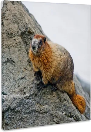 3dRose, USA, Washington, North Cascades NP, Copper Ridge. Adult hoary marmot., Museum Grade Canvas Wrap 16x20