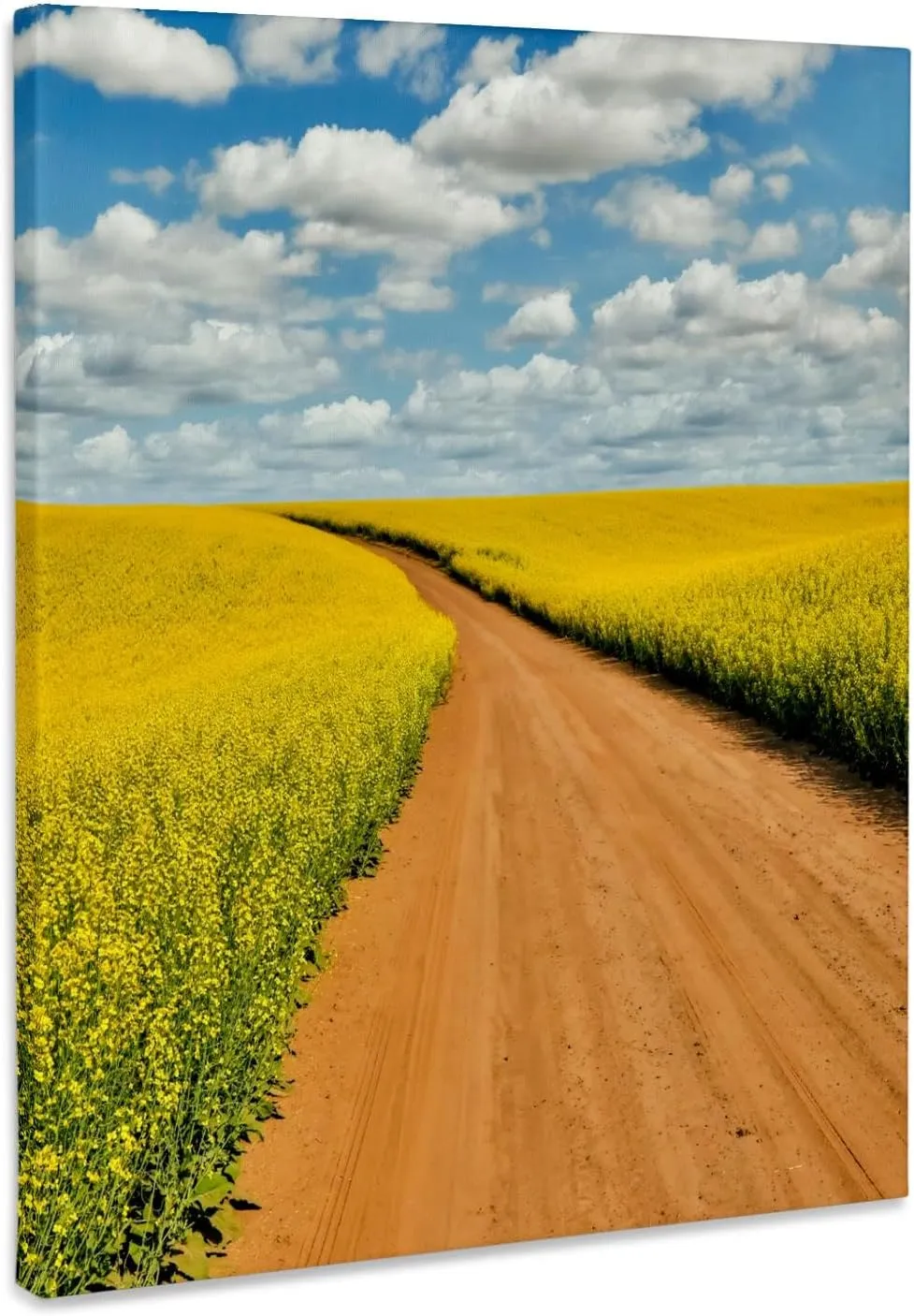 3dRose, Washington State, Palouse. Roadway through Canola fields., Museum Grade Canvas Wrap 16x20