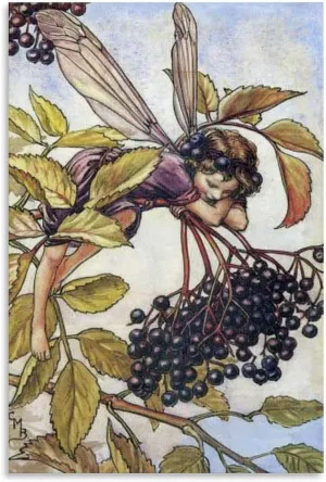 RUICAI Canvas Artwork Home Decor The Elderberry Fairy Illustration By Cicely Mary Barker （1） Canvas Poster Bedroom Decor Office Room Decor Gift Unframe-style 08x12inch(20x30cm)